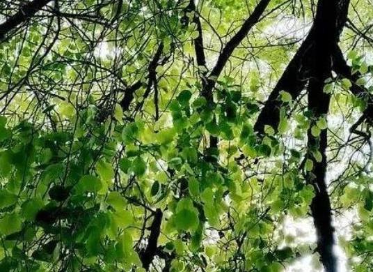 中國十大吉祥樹排名,銀杏被譽為長壽樹木、梧桐觀賞價值很高