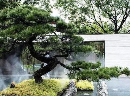 中國十大吉祥樹排名,銀杏被譽為長壽樹木、梧桐觀賞價值很高