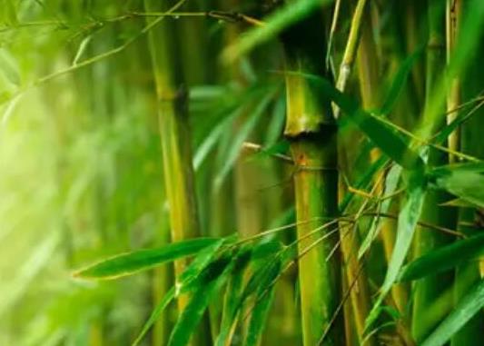 中國十大吉祥樹排名,銀杏被譽為長壽樹木、梧桐觀賞價值很高