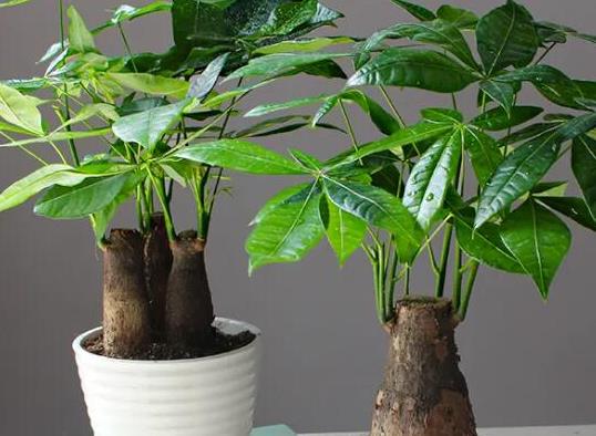 中國十大吉祥樹排名,銀杏被譽為長壽樹木、梧桐觀賞價值很高