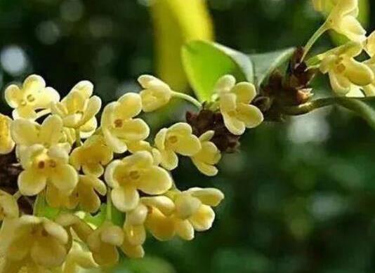 中國十大吉祥樹排名,銀杏被譽為長壽樹木、梧桐觀賞價值很高