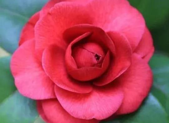 中國十大吉祥樹排名,銀杏被譽為長壽樹木、梧桐觀賞價值很高