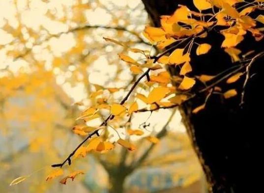 中國十大吉祥樹排名,銀杏被譽為長壽樹木、梧桐觀賞價值很高