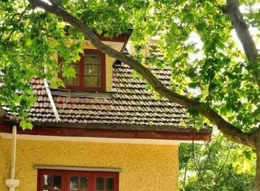 中國十大吉祥樹排名,銀杏被譽為長壽樹木、梧桐觀賞價值很高