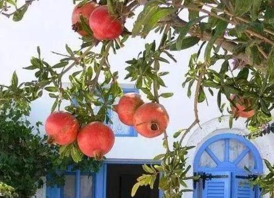 中國十大吉祥樹排名,銀杏被譽為長壽樹木、梧桐觀賞價值很高