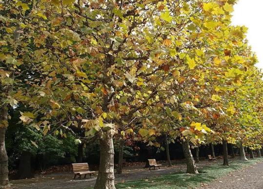 中國十大行道樹排行榜,懸鈴木有效應對空氣污染、榆樹抗風能力強