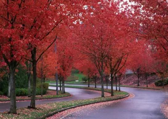 中國十大行道樹排行榜,懸鈴木有效應對空氣污染、榆樹抗風能力強