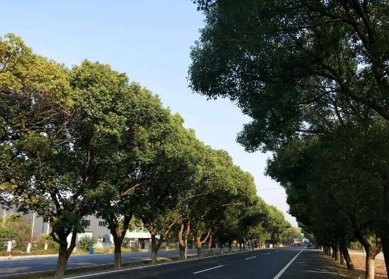 中國十大行道樹排行榜,懸鈴木有效應對空氣污染、榆樹抗風能力強