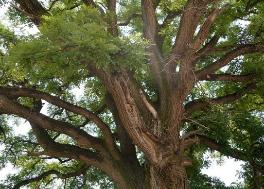 中國十大行道樹排行榜,懸鈴木有效應對空氣污染、榆樹抗風能力強
