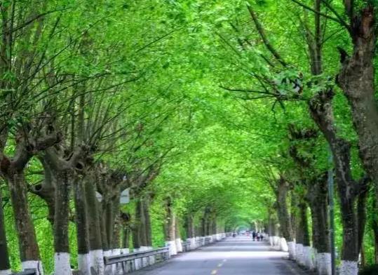 中國十大行道樹排行榜,懸鈴木有效應對空氣污染、榆樹抗風能力強