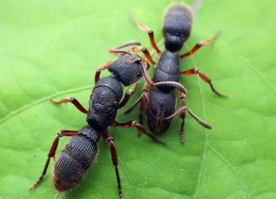 世界上十大最強(qiáng)的螞蟻排名,子彈蟻咬人很疼、火紅蟻咬人會(huì)引起休克
