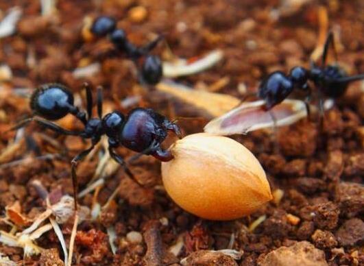 世界上十大最強(qiáng)的螞蟻排名,子彈蟻咬人很疼、火紅蟻咬人會(huì)引起休克