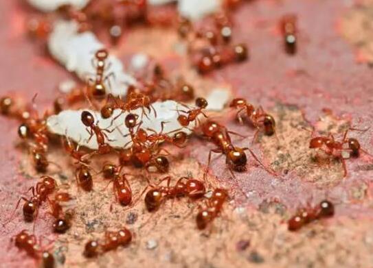 世界上十大最強(qiáng)的螞蟻排名,子彈蟻咬人很疼、火紅蟻咬人會(huì)引起休克