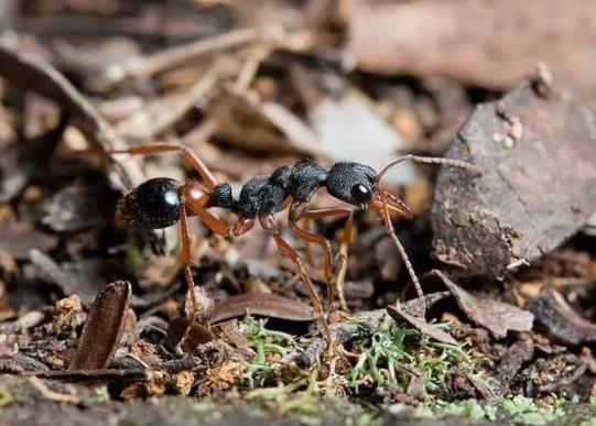 世界上十大最強(qiáng)的螞蟻排名,子彈蟻咬人很疼、火紅蟻咬人會(huì)引起休克