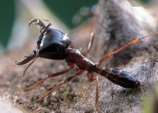 世界上十大最強(qiáng)的螞蟻排名,子彈蟻咬人很疼、火紅蟻咬人會(huì)引起休克