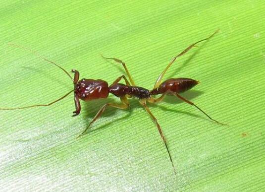 世界上十大最強(qiáng)的螞蟻排名,子彈蟻咬人很疼、火紅蟻咬人會(huì)引起休克