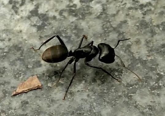 世界上十大最強(qiáng)的螞蟻排名,子彈蟻咬人很疼、火紅蟻咬人會(huì)引起休克