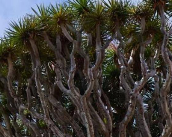 世界十大奇特之物排名,百歲蘭永不落葉、大王花氣味非常臭