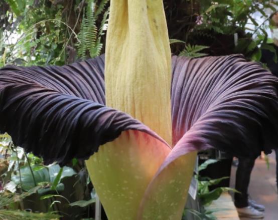 世界十大奇特之物排名,百歲蘭永不落葉、大王花氣味非常臭