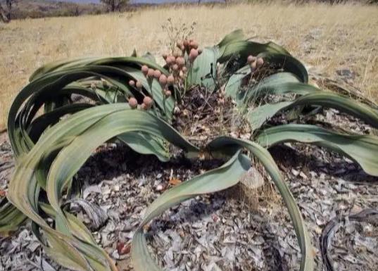 世界十大奇特之物排名,百歲蘭永不落葉、大王花氣味非常臭