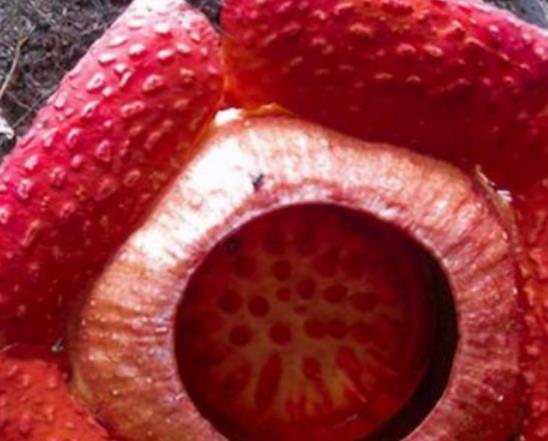 世界十大奇特之物排名,百歲蘭永不落葉、大王花氣味非常臭