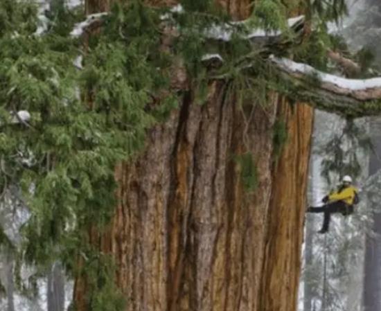 世界十大奇特之物排名,百歲蘭永不落葉、大王花氣味非常臭