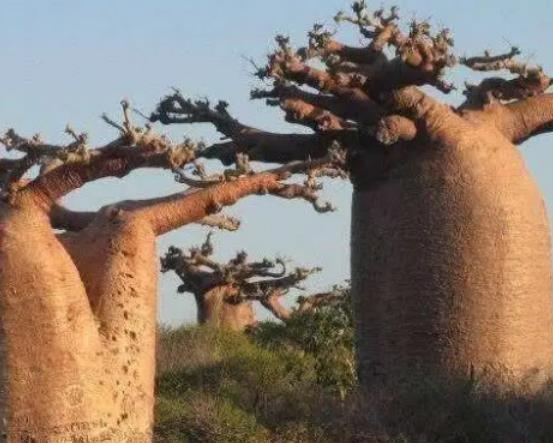 世界十大奇特之物排名,百歲蘭永不落葉、大王花氣味非常臭