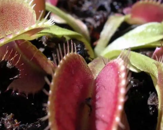 世界十大奇特之物排名,百歲蘭永不落葉、大王花氣味非常臭