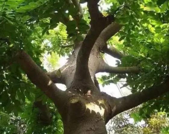 世界十大奇特之物排名,百歲蘭永不落葉、大王花氣味非常臭