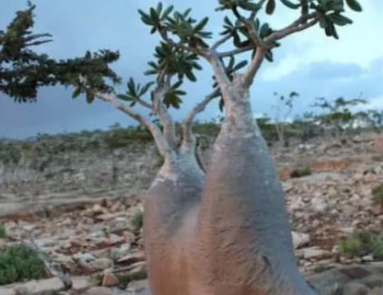 世界十大奇特之物排名,百歲蘭永不落葉、大王花氣味非常臭