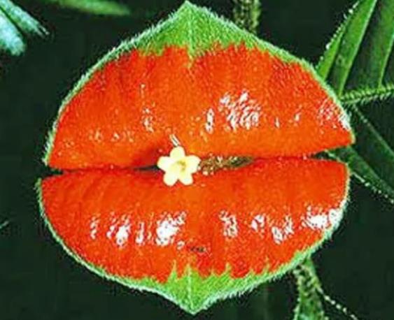 世界十大奇特之物排名,百歲蘭永不落葉、大王花氣味非常臭