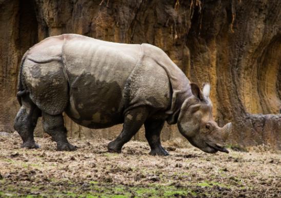 八大最兇猛的牛排名,家牛是力量的象征、白肢野牛數(shù)量稀少