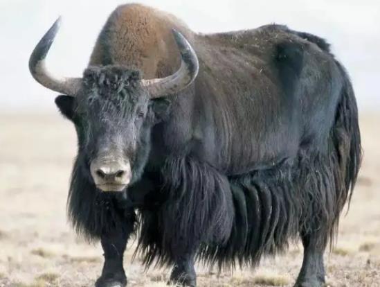 八大最兇猛的牛排名,家牛是力量的象征、白肢野牛數(shù)量稀少