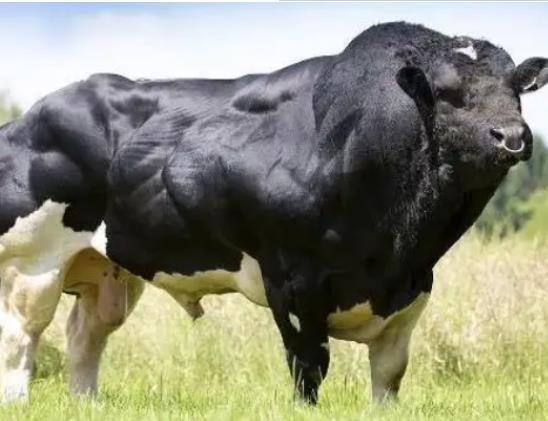 八大最兇猛的牛排名,家牛是力量的象征、白肢野牛數(shù)量稀少