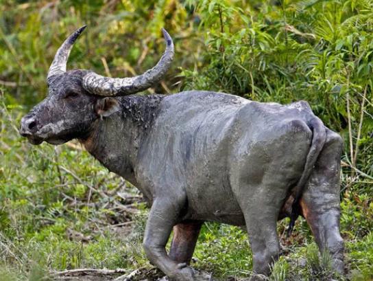 八大最兇猛的牛排名,家牛是力量的象征、白肢野牛數(shù)量稀少