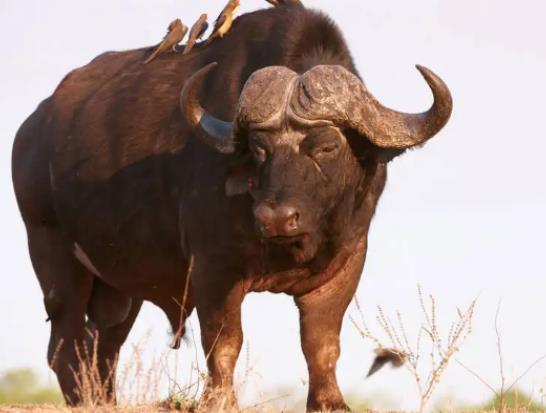 八大最兇猛的牛排名,家牛是力量的象征、白肢野牛數(shù)量稀少