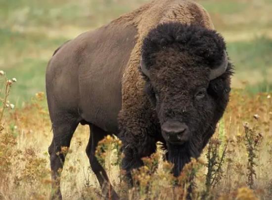 八大最兇猛的牛排名,家牛是力量的象征、白肢野牛數(shù)量稀少