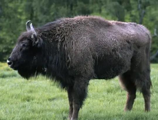 八大最兇猛的牛排名,家牛是力量的象征、白肢野牛數(shù)量稀少