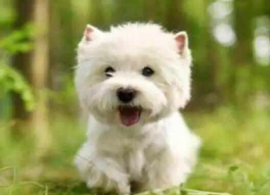 十大頂級梗類犬排名,約克夏梗調皮可愛、杰克羅素梗精力旺盛