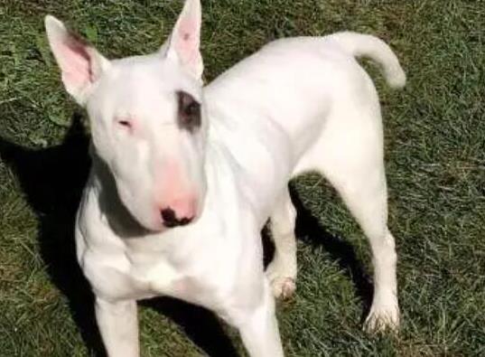 十大頂級梗類犬排名,約克夏梗調皮可愛、杰克羅素梗精力旺盛