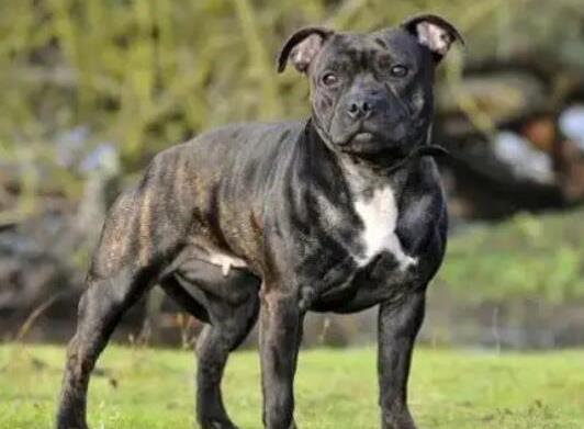 十大頂級梗類犬排名,約克夏梗調皮可愛、杰克羅素梗精力旺盛