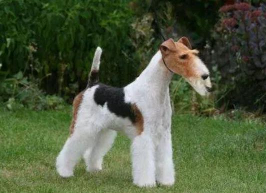 十大頂級梗類犬排名,約克夏梗調皮可愛、杰克羅素梗精力旺盛