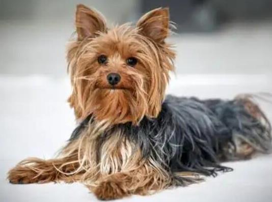 十大頂級梗類犬排名,約克夏梗調皮可愛、杰克羅素梗精力旺盛