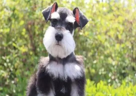 十大頂級梗類犬排名,約克夏梗調皮可愛、杰克羅素梗精力旺盛