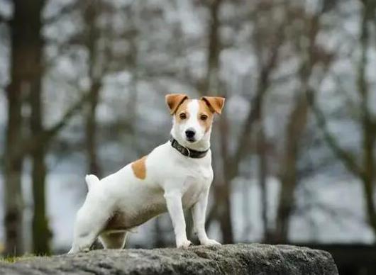 十大頂級梗類犬排名,約克夏梗調皮可愛、杰克羅素梗精力旺盛