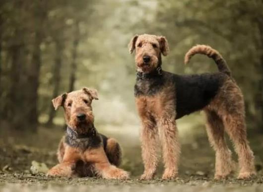 十大頂級梗類犬排名,約克夏梗調皮可愛、杰克羅素梗精力旺盛