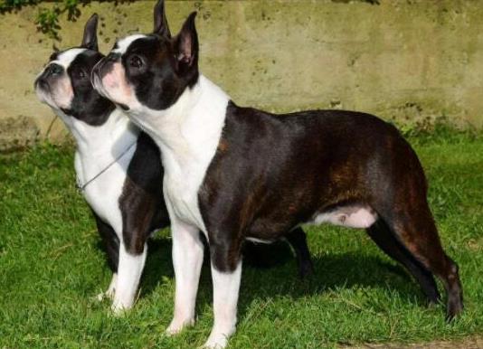 十大頂級梗類犬排名,約克夏梗調皮可愛、杰克羅素梗精力旺盛