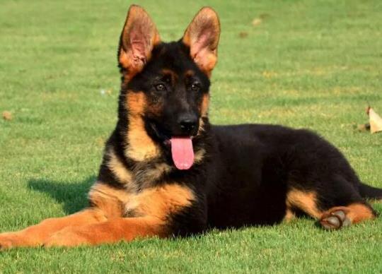 世界十大牧羊犬排名,邊境牧羊犬、德國牧羊犬深受寵主喜愛