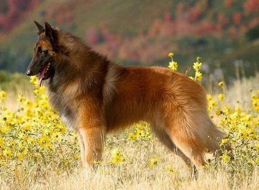 世界十大牧羊犬排名,邊境牧羊犬、德國牧羊犬深受寵主喜愛