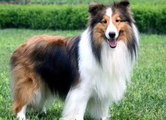 世界十大牧羊犬排名,邊境牧羊犬、德國牧羊犬深受寵主喜愛